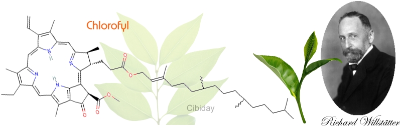 Fytol Hydrolyse Chlorofyl